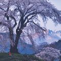 君島さん(宇都宮)金賞 「里山の桜」 第31回紙上写真コンテスト・下野写真協会