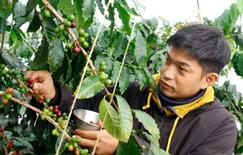 看護師兼業でコーヒー農園、「特産品に」