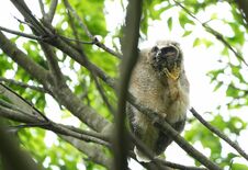 もふもふ ひな愛らしく　渡良瀬遊水地でトラフズク誕生