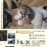 茂木・ふみの森でネコの写真展　動物写真家、岩合光昭さんの80作品　31…
