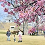 宇都宮城址公園に春の彩り　カワヅザクラ開花進む　３月末にピーク