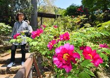 妙雲寺のボタン　那須塩原