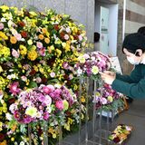 スプレーマムを “日常” に　県庁ロビーに550本　15日まで展示