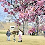 宇都宮城址公園に春の彩り　カワヅザクラ開花進む　３月末にピーク