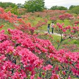 北関東有数の名所・矢板の長峰公園でツツジ見頃　色とりどり段階的に開花
