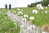 鬼怒沼でワタスゲ見頃