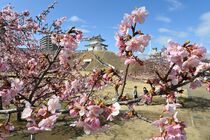 カワヅザクラ見頃　宇都宮城址公園