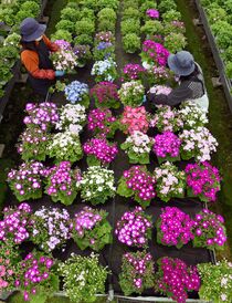 サイネリア出荷始まる　小山