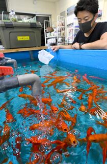 金魚の出荷ピーク