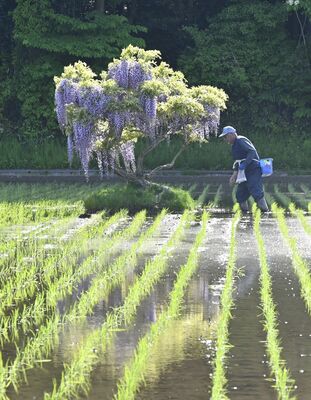 田んぼの中に１本だけ立つフジ