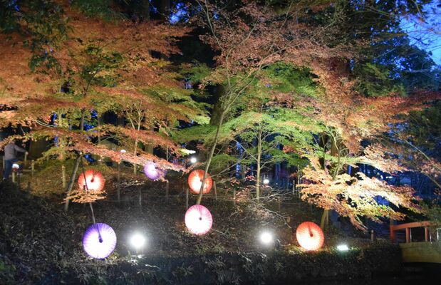 ライトアップされた紅葉と和傘