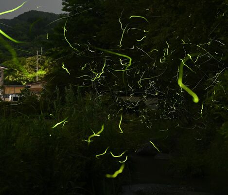 ほのかな光を放って乱舞するホタル（４枚の写真を比較明合成）