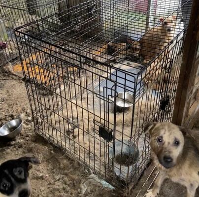 多頭飼育崩壊が起きた動物保護団体の飼育現場。不衛生な室内で痩せ細るなどした犬が多数確認された＝2023年９月（調査に入った動物保護団体関係者提供）