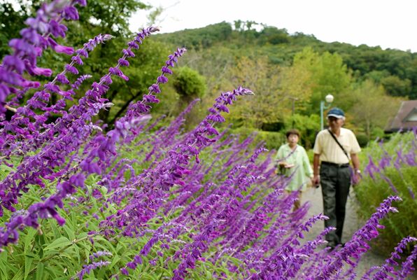 見頃となり花壇を紫色に染めるアメジストセージ＝30日午後３時、佐野市黒袴町
