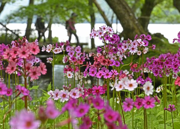 千手ケ浜で見頃を迎えた色鮮やかなクリンソウ＝12日午前10時20分、日光市中宮祠