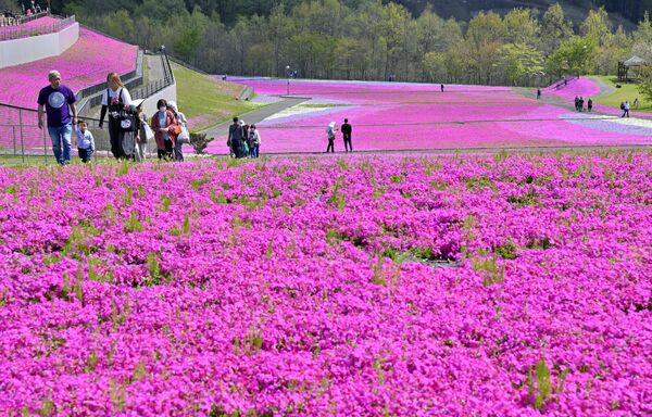 一面を鮮やかに彩るシバザクラ＝16日午前10時15分、市貝町見上