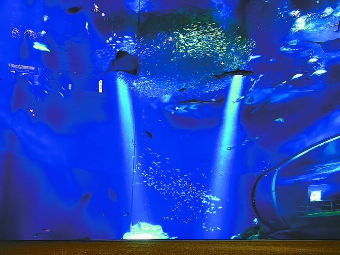 夏の夜に水族館をのんびり楽しめる「NIGHT AQUAWORLD」
