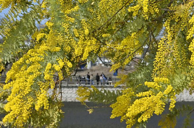 鮮やかな黄色い花を咲かせているミモザ＝７日午前10時45分、小山市羽川