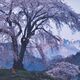 君島さん（宇都宮）金賞　「里山の桜」　第31回紙上写真コンテスト・下野写真協会
