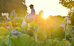 朝日浴び輝く大輪 つがの里でハスの花が見頃