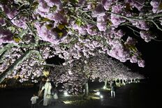 夜空に映えるぼたん桜、1週間先まで見頃　「芳賀温泉ロマンの湯」風物詩　