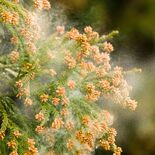 栃木県内「花粉シーズン」入り　今年の飛散量、前年の２倍超の見込み
