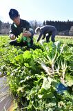 収穫期迎えた野口菜　日光