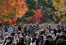 紅葉色づく皇居・乾通り一般公開