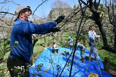 ナシ授粉へ花粉集め　