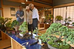 盆栽力作３０席 瀧澤家住宅に