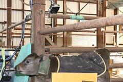 子牛体表温 カメラで測定