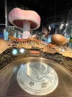 　第３展示室「自然のしくみ」で、実際の１００倍の大きさに再現された土の中の生き物たち＝茨城県坂東市