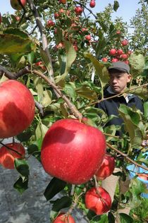 リンゴの収穫本格化 矢板