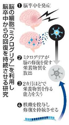 　脳の細胞「ミクログリア」を利用し脳卒中からの回復を持続させる研究