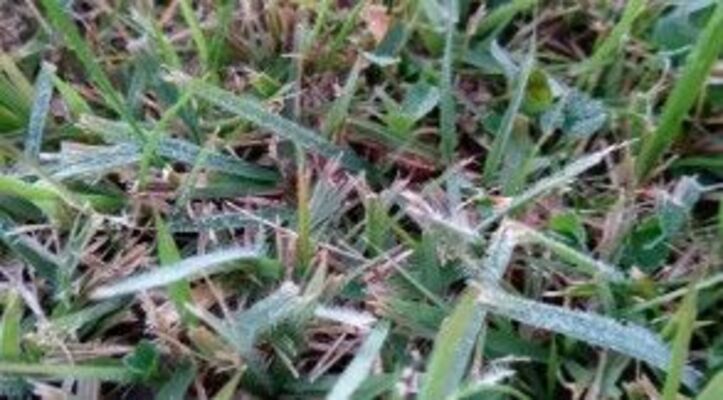 観測された初霜（宇都宮地方気象台提供）