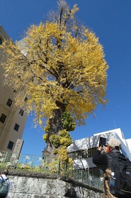 黄色く色づいた「大いちょう」