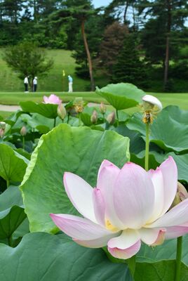 11番ホールの池一面に咲くハス