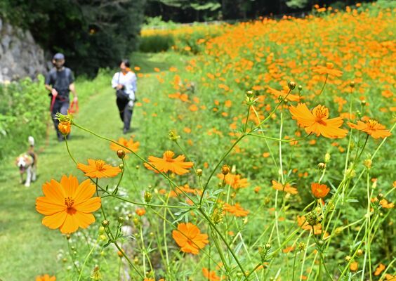 里山を鮮やかに彩るキバナコスモス＝24日午後０時30分、宇都宮市長岡町