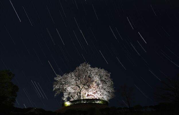 ライトアップされている「つがの里桜」（57枚の写真を比較明合成）