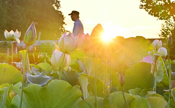 朝日が差し、開き始めるハスの花＝19日午前４時45分、栃木市都賀町臼久保