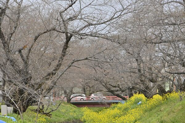 咲き始めの足利市の袋川沿い=4月2日午後