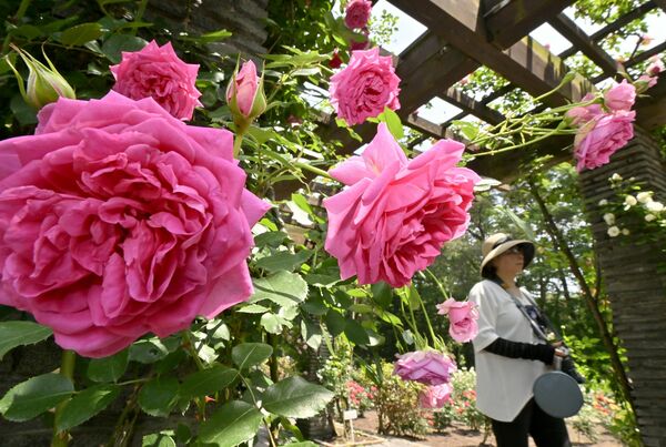 園内を彩る色鮮やかなバラ=21日午前10時35分、真岡市下籠谷、永嶌理絵撮影