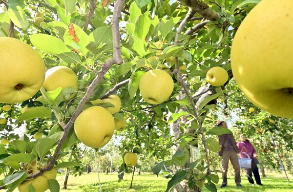 たわわに実ったシナノゴールド=29日午前11時50分、矢板市長井