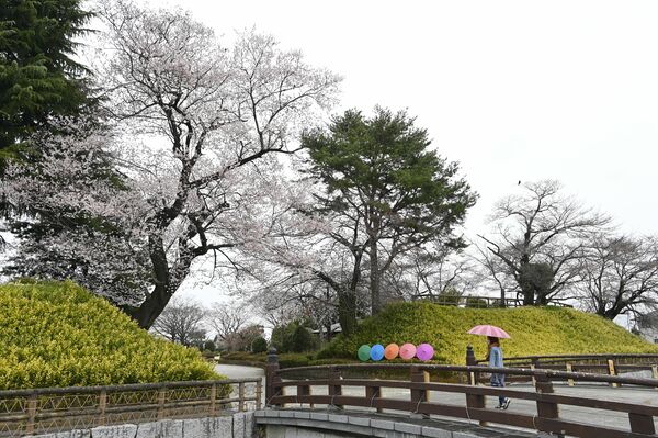壬生町城址公園は木によって二分～満開＝４月３日午後