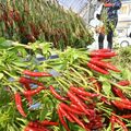 特産トウガラシ「栃木三鷹」赤く色づく　大田原で収穫シーズン迎える
