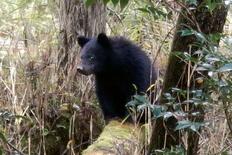 クマの個体数を独自に管理