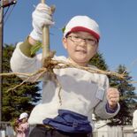 これが卒業証書に？　江戸時代から伝わる「飛駒和紙」の原料トロロアオイ　…