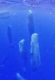 マッコウクジラ “立ち寝”姿観察