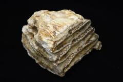 ナウマンゾウのＤＮＡ解析に成功