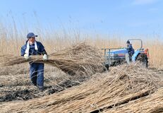 渡良瀬遊水地でヨシ刈り最盛　栃木